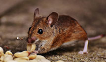 24 Hour & Emergency Exterminators in Belle Chasse, LA